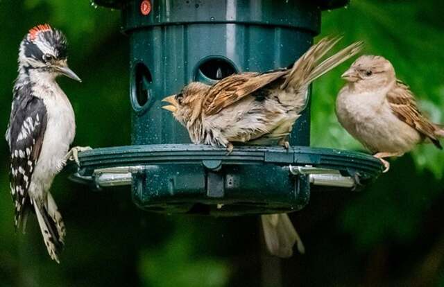 Two sparrows angry at a hairy woodpecker at a bird feeder.