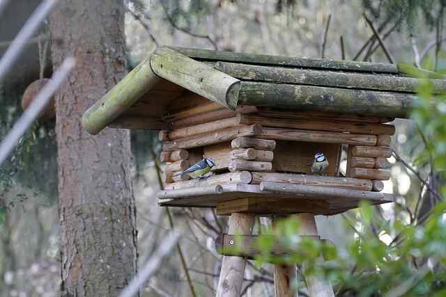 Two Eurasian blue tits perched on a bird house.