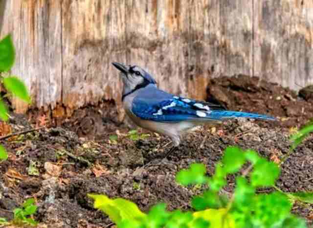 A blue jay in a garden searching for some cilantro and other foods too eat.