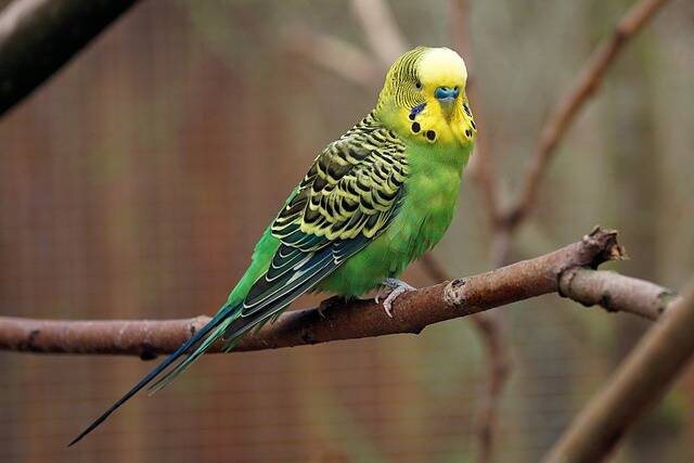 A green parakeet perched on a branch.