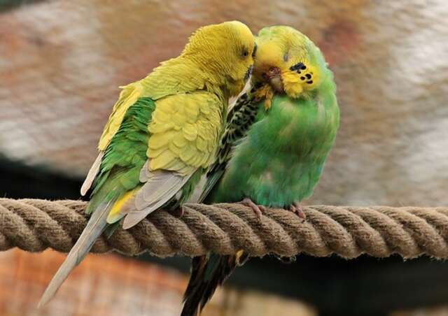 Two budgies perched on a rope in love.