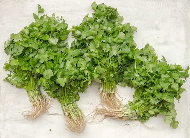 Four small bunches of Cilantro on a table.