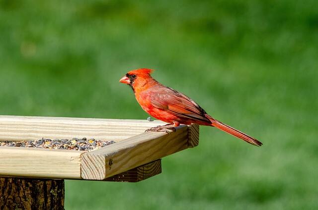 A male Northern Cardinal at a platform feeder.