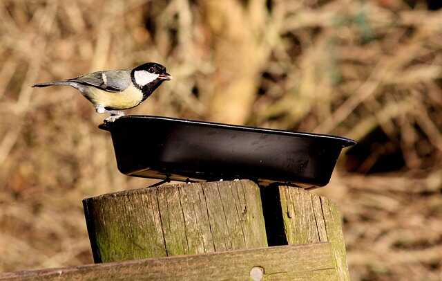 A coal tit perched on the edge of a tray feeder.