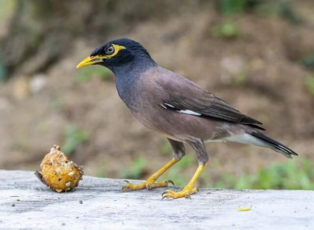 A Common Myna feeding on a small fruit.