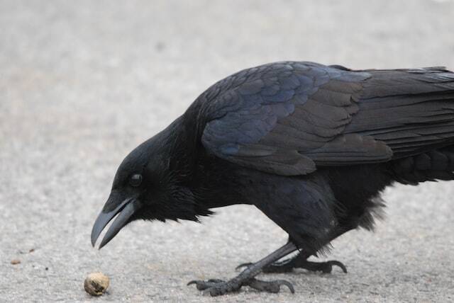 A Common Raven foraging on the street.