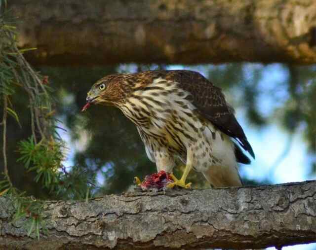 A Cooper's Hawk perched in a backyard tree eating a small bird.