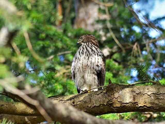 A Cooper's Hawk perched in a tree, scoping out the territory for its next meal.