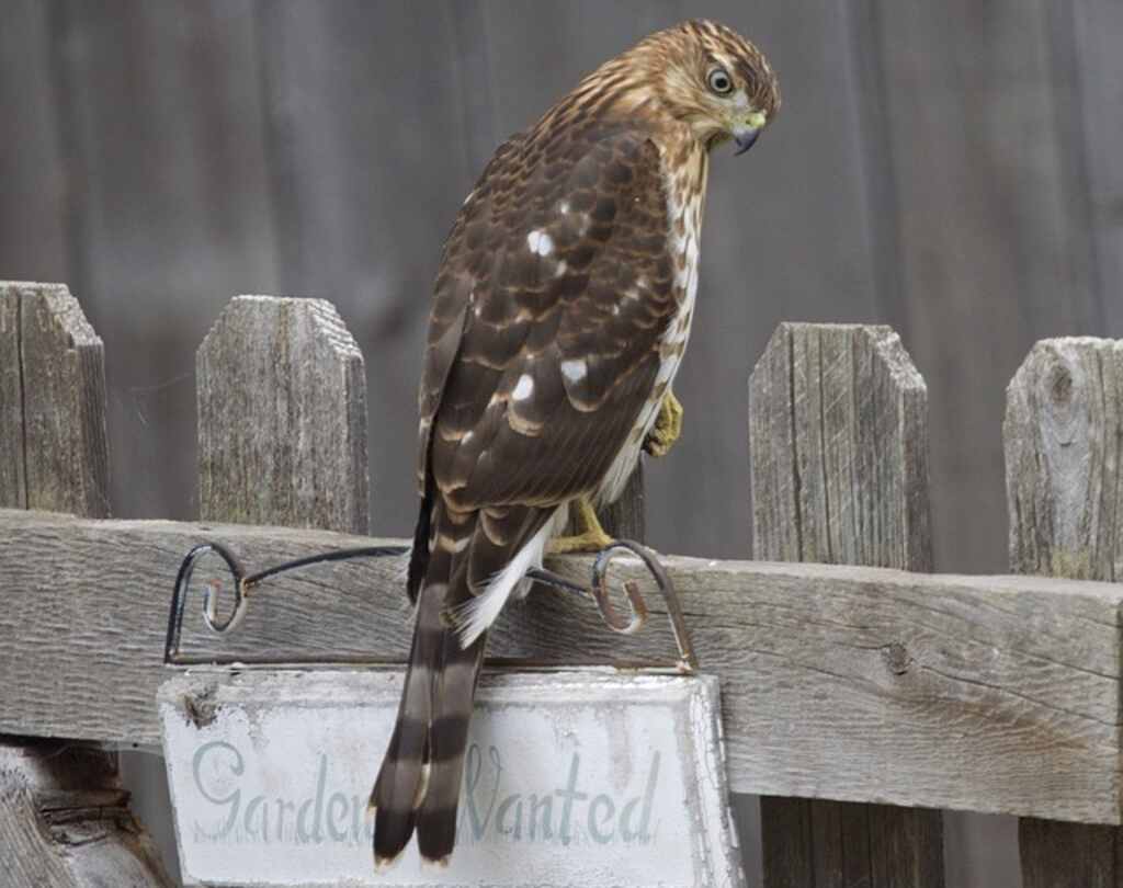 A Cooper's Hawk perched on a backyard fence searching for a meal.