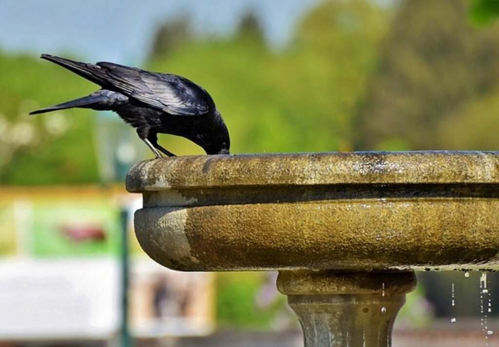 A large crow drinking water out of a fountain.