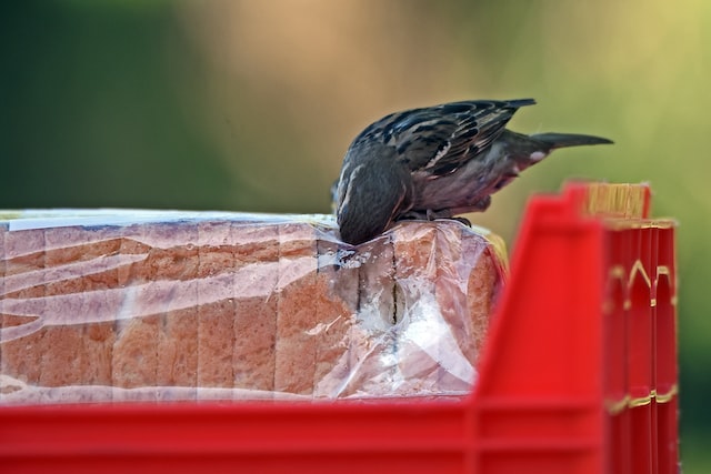 A sparrow feeding on a loaf of bread still in packaging.