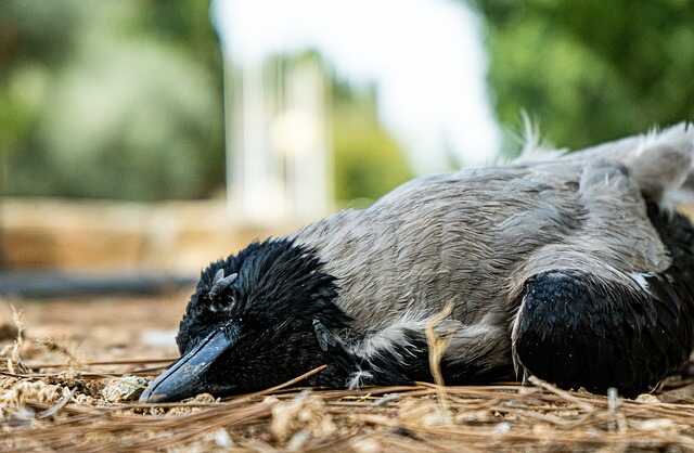 A dead bird on the ground.
