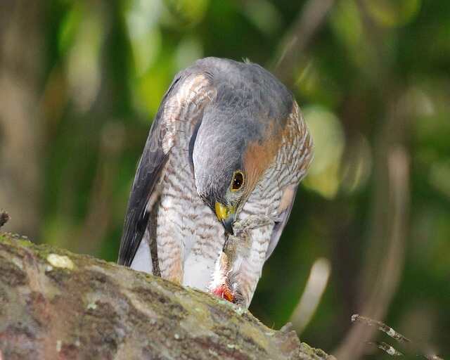 A Sharp-shinned Hawk perched in a tree eating a bird.