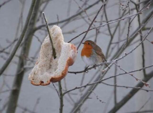 A European Robin eating bread hung from a tree branch.