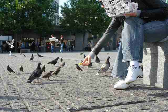 A person in a town square feeding wild birds French Fries.