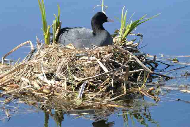 A female coot sitting in her nest, incubating her eggs.