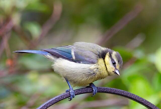 A fledging Blue Tit on a steel fence.