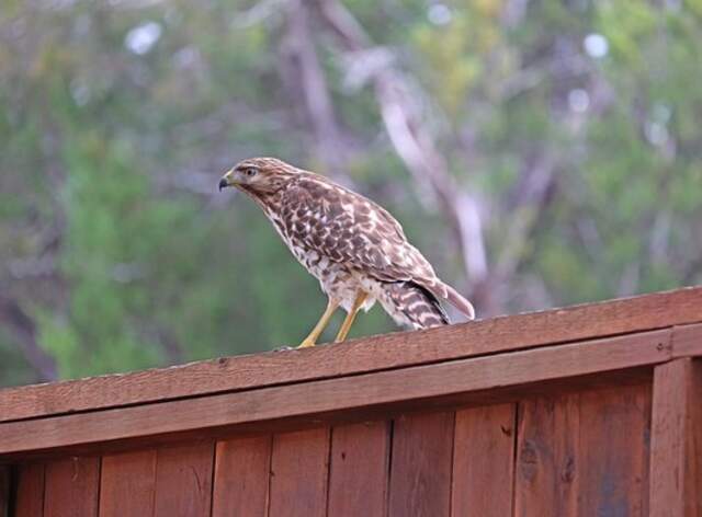 A hawk perched on a wooden fence in a backyard.