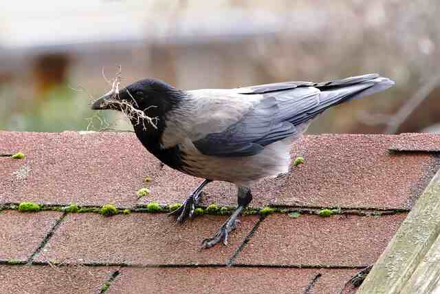 A hooded Crow on a roof gathering materials for building a nest.