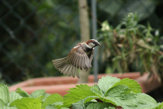 A house sparrow in a garden feeding on vegetables and cilantro.