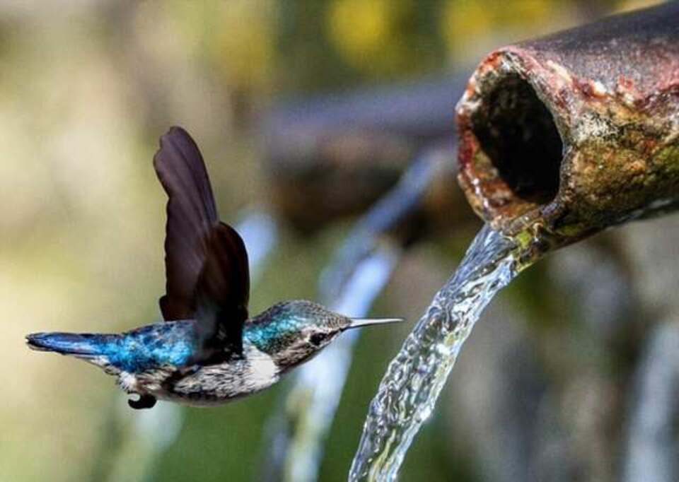 A hummingbird drinking running water.