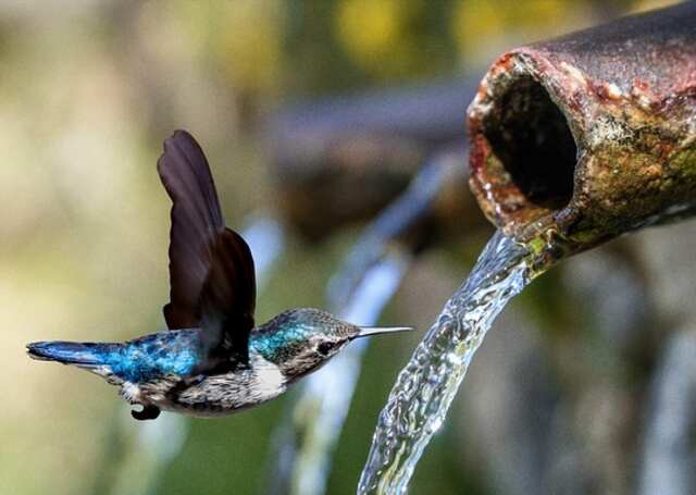 A hummingbird drinking water running from a water pipe.