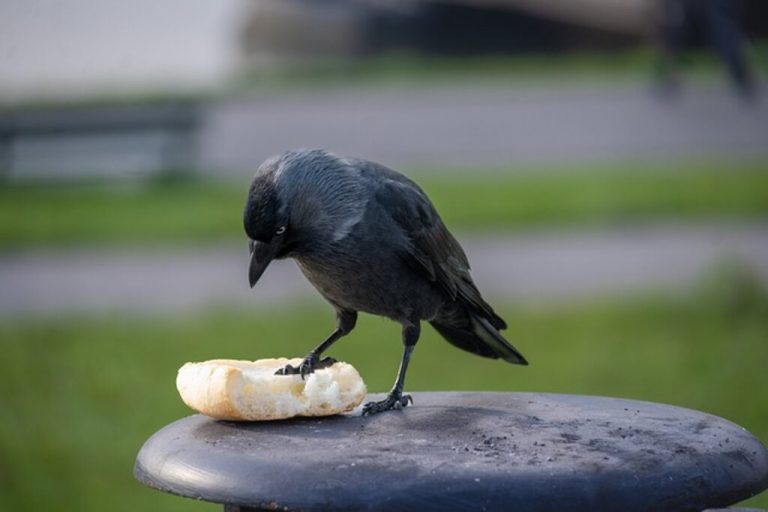 can-birds-eat-moldy-bread-is-it-a-safe-or-risky-snack