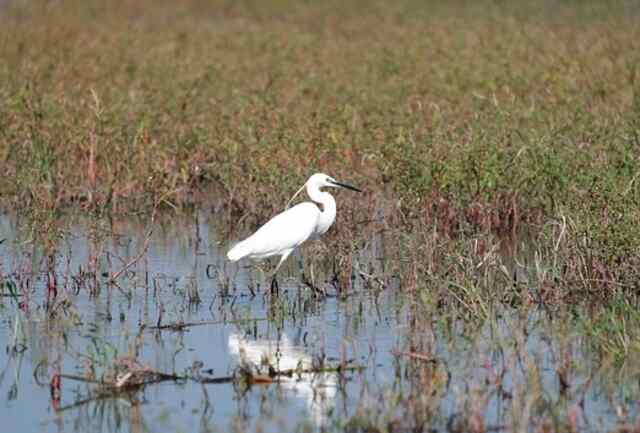 A Little Egret foraging in a pond at a natural reserve.