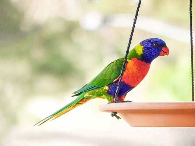 A Rainbow Lorikeet parrot feeding from a platform feeder.