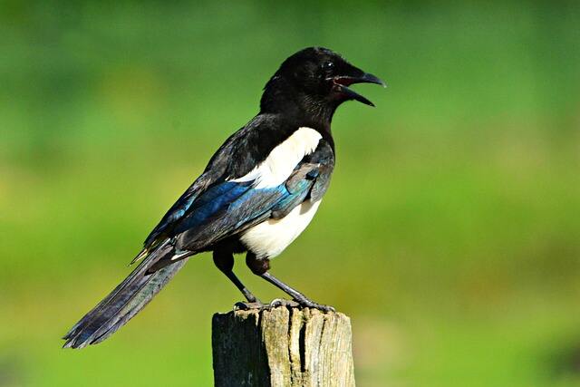 A Magpie perched on a wooden post mimicking sounds