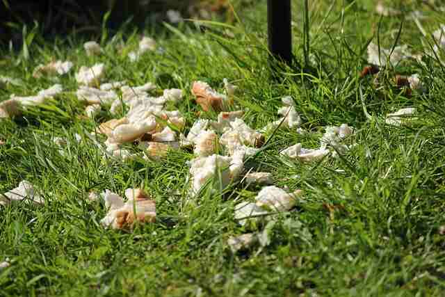 Pieces of moldy bread on the grass.