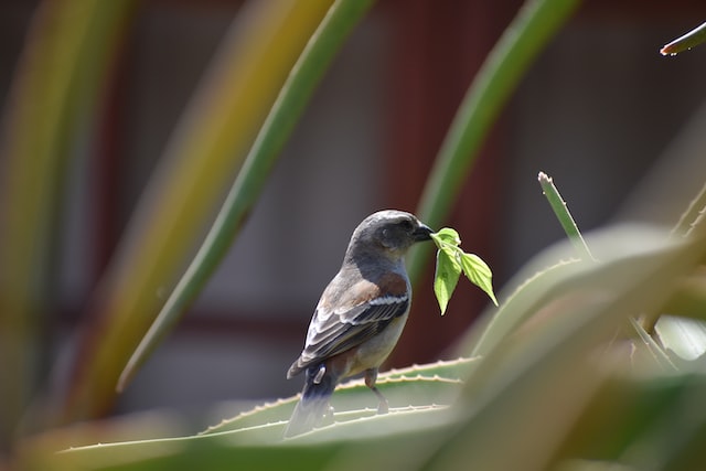  A female Cape Sparrow bringing a twig of leaves to build a nest.

