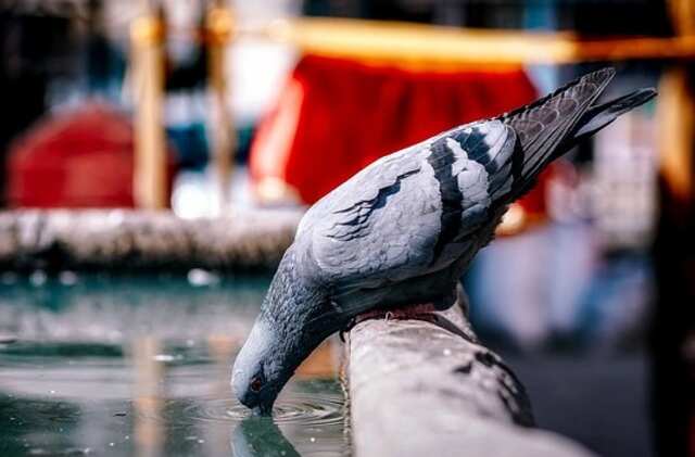 A pigeon drinking water out a large fountain.