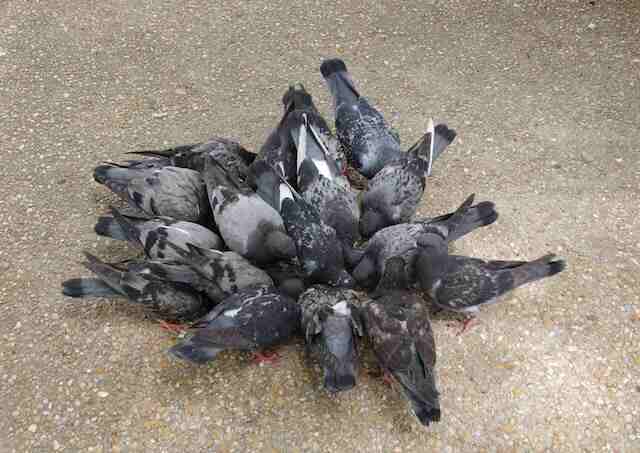 A bunch of pigeons feeding on cereal grains.