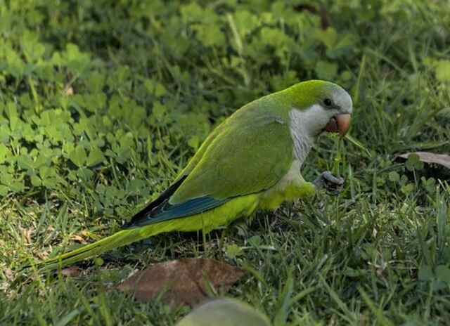 A Quaker Parrot foraging on the grass.