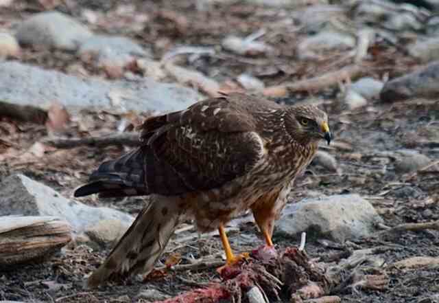 A Red-tailed Hawk in a backyard eating a small bird.