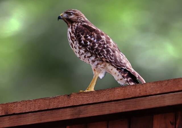 A Red-tailed Hawk perched on a backyard fence waiting for live prey.