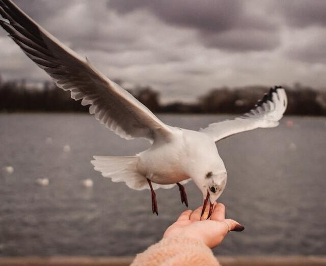 A seagull eating a french fry out of a person's hand.