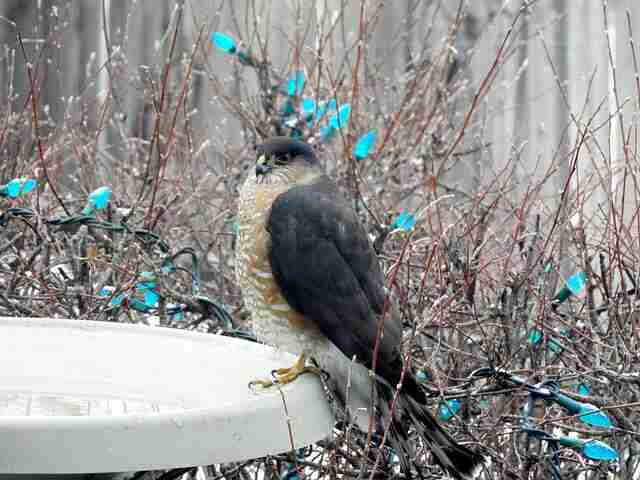A Sharp-shinned Hawk using a backyard bird bath. 