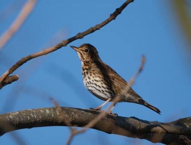 A song thrush perched in a tree.