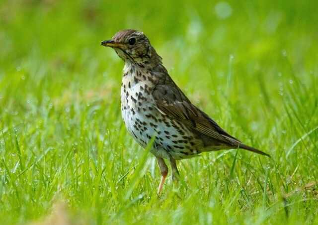 A song thrush foraging through grass.