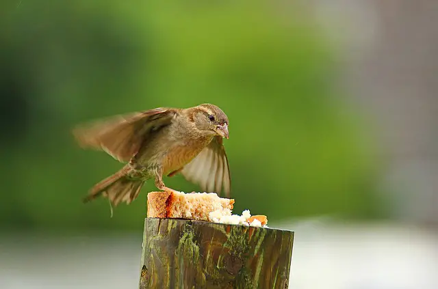 A sparrow eating bread.