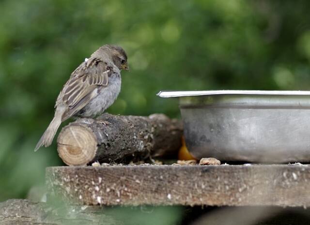A sparrow eating from a silver bowl.