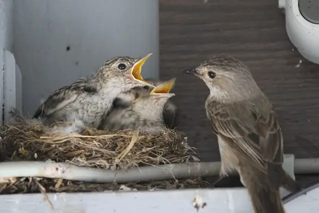 A warbler feeding its babies.