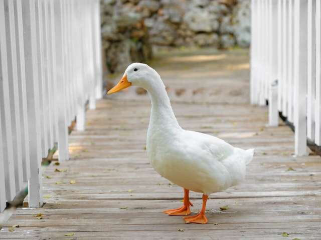 A white duck at a farm.