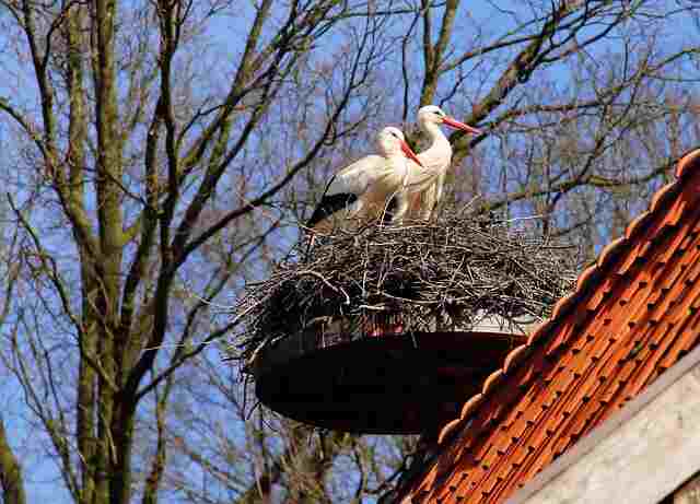 White storks building a nest on a house rooftop.
