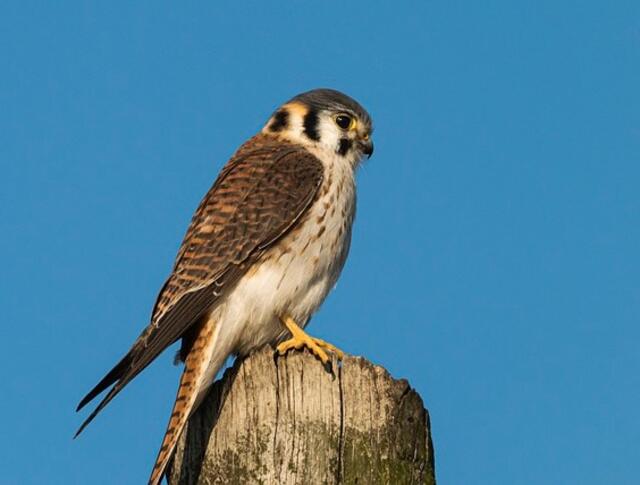 An American Kestrel perched on a post.