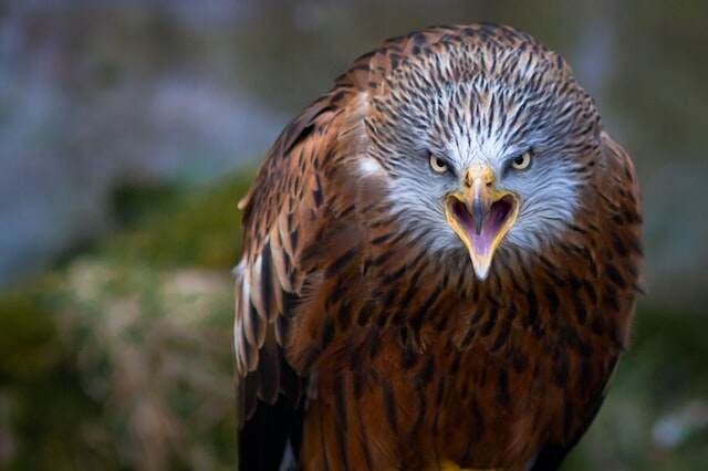 An eagle screeching at someone.