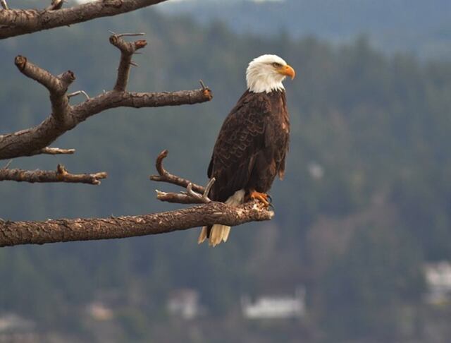 A Bald Eagle perched on a branch.