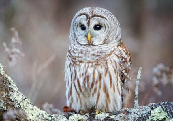 9 Types of Owls in Indiana: State Diversity Explored!